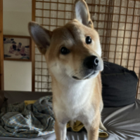  李宗青